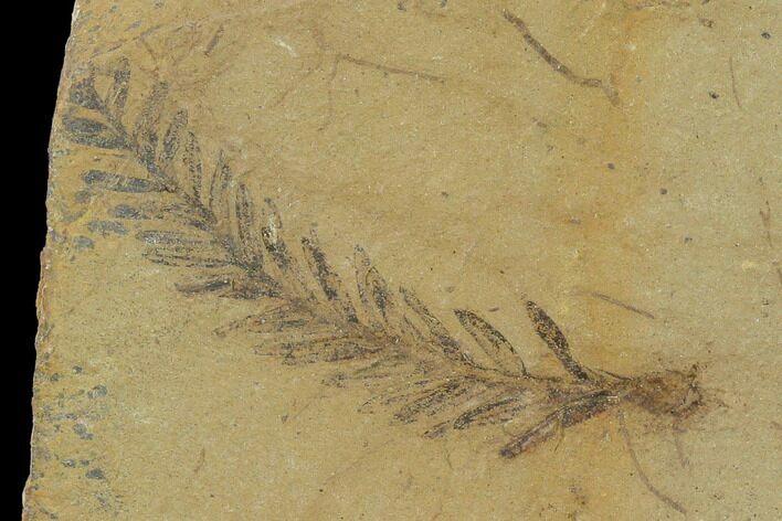 Dawn Redwood (Metasequoia) Fossil - Montana #135738